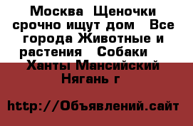 Москва! Щеночки срочно ищут дом - Все города Животные и растения » Собаки   . Ханты-Мансийский,Нягань г.